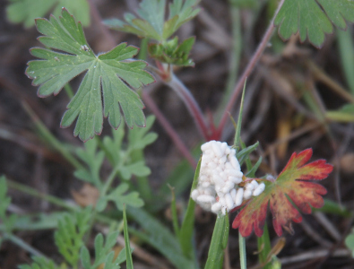 [A clear sack of at least 20 white cylindrical pellets sits on the leaf of a plant.]